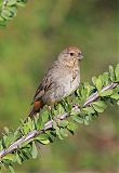 Canyon Towhee